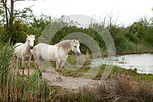 Camargue horses