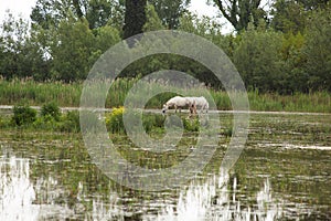 Camargue horses