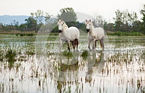 Camargue horses