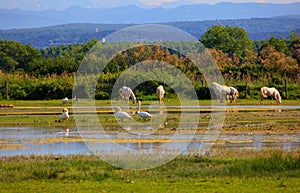 Camargue horses