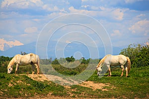 Camargue horses