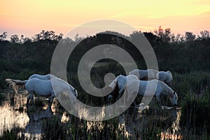 Camargue Horses