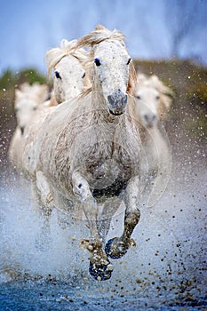 Camargue Horses Action