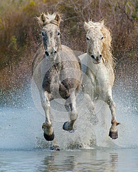 Camargue Horses Action