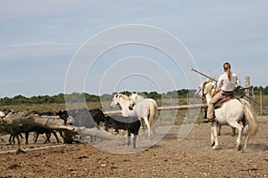 Camargue Horses & Bulls photo