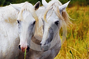 Camargue horses couple hugging himself