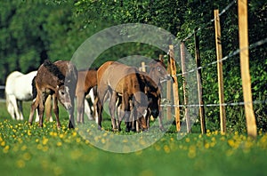 Camargue Horses, Foals in Paddock