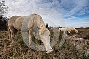 Camargue Horses in Isola della Cona