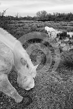 Camargue Horses in Isola della Cona