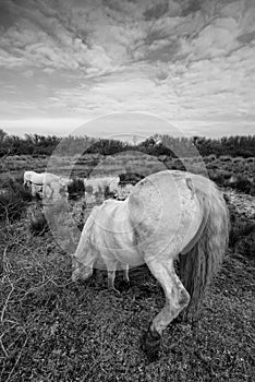 Camargue Horses in Isola della Cona