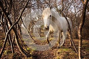 Camargue Horses in Isola della Cona