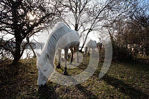 Camargue Horses in Isola della Cona