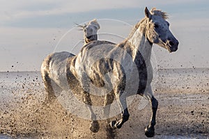 Camargue horses running through water in morning light