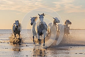 Camargue horses running through water at sunrise