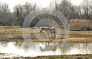 Camargue horses in scenic wetland landsape of nature reserve of river mouth Isonzo