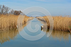 Camargue marsh France