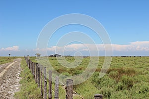 Camargue natural parc, France.