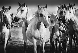 Camargue Pferde