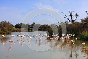 Camargue Ramsar wetland in France