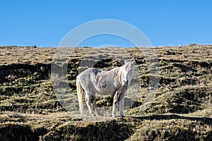 Camargue white grey horse in Epirus nature, destination Greece. Free ruminant animal, sunny day