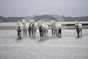 Camargue white horse