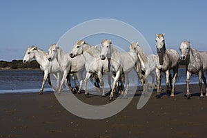 Camargue white horse