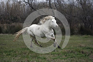 Camargue white horse