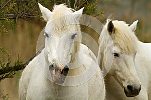 Camargue White Horses