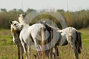 Camargue White Horses