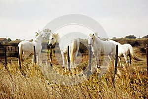 Camargue white horses, Camargue, France