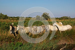 Camargue white horses grazing