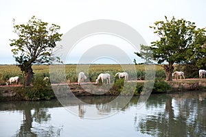 Camargue wild horses grazing by water