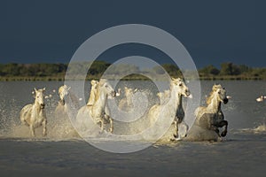 Camargue, wild horses photo