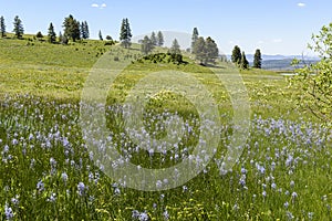 Camas and Mules Ears Coloring the Hillsides of Southwestern Idaho and Southeastern Oregon