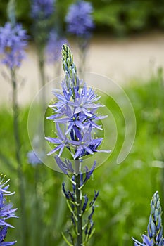 Camassia