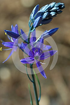 Camassia leichtlinii, Common Name: camass