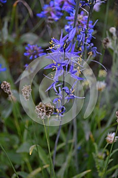 Camassia quamash Blue Camas Cascade Mountain Flower Dreamscape photo