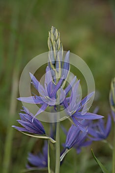 Camassia quamash or Common camas photo