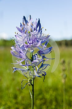 Camassia quamash flower in bloom photo