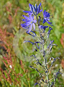 Camassia quamash flower closeup photo