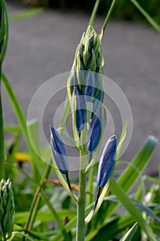 Camassia Tepal Bud Pod