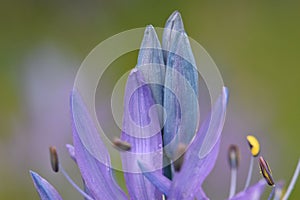 Camassia Tepal Bud Pod