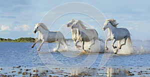 Camatgue horses galloping in the water