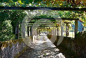 Footpath with vine tree at famous AlbariÃÂ±o wine region. Cambados, Rias Baixas, Galicia, Spain. photo