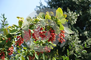 Cambered branch of Berberis vulgaris with red berries photo