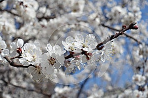 Cambered branch of blossoming apricot against blue sky photo