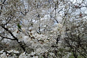 Cambered branch of blossoming plum in April photo