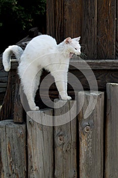 Cambered white cat photo
