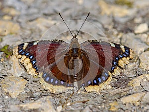 Camberwell beauty butterfly photo