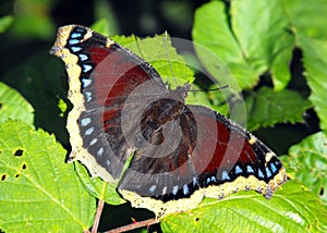 Camberwell Beauty butterfly photo